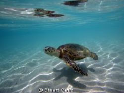 Turtle over sand by Stuart Ganz 